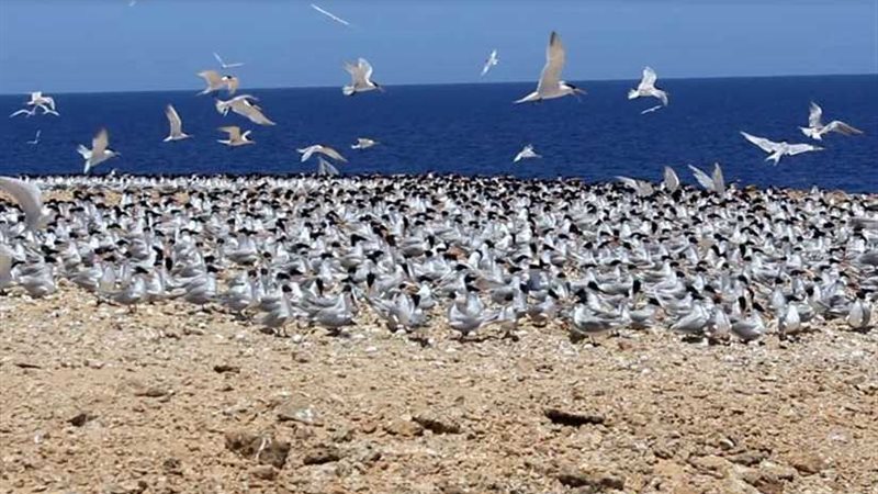 محمية الزرانيق بسيناء..