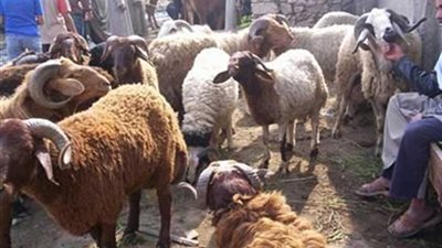 الوادي الجديد: ذبح 222 أضحية خلال أول أيام عيد الأضحى بمجازر المحافظة مجاناً