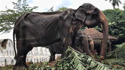 يتضورون جوعاً في مهرجان ديني (صور)