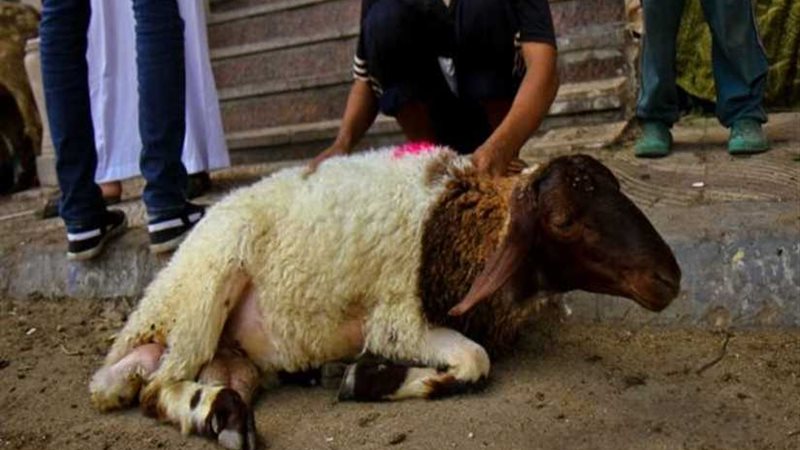 الزراعة: ذبح 3715