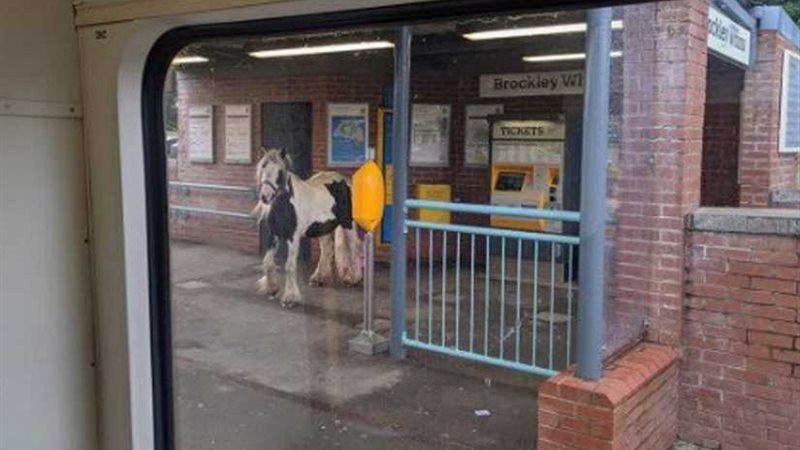 حصان ينتظر القطار