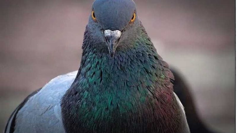 السكة الحديد تدفع