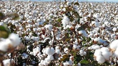 8 مراكز لتسلم أقطان مزارعي بني سويف