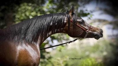 محطة الزهراء لتربية الخيول العربية تستعد لمهرجان مصر القومي