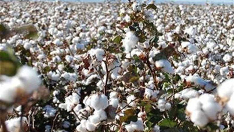 8 مراكز لتسلم أقطان