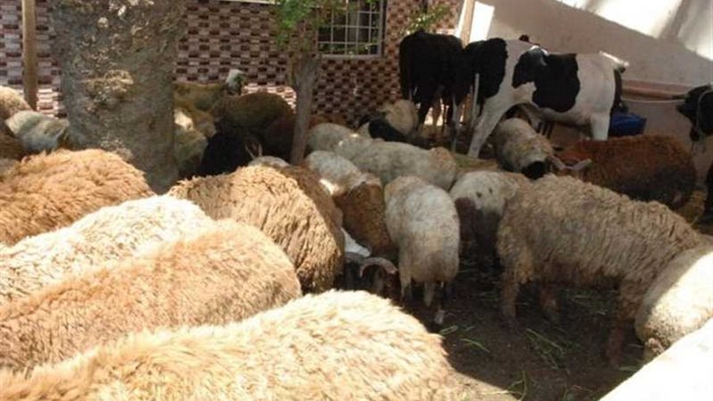 ذبح 916 ذبيحة خلال