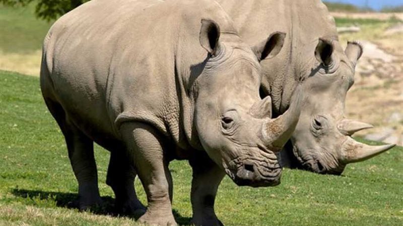 في سابقة هي الأولى