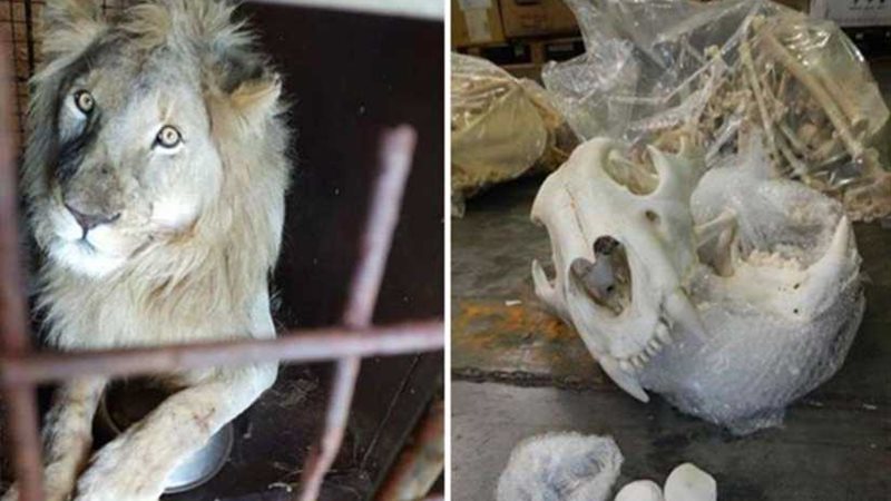 تجارة عظام الأسد