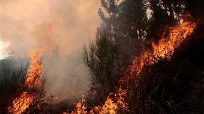 البرازيل تكشف سر حرائق غابات 