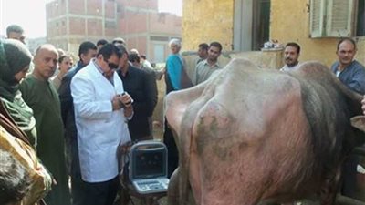 تحصين 121470 رأس ماشية ضد الحمى القلاعية والوادي المتصدع ببني سويف