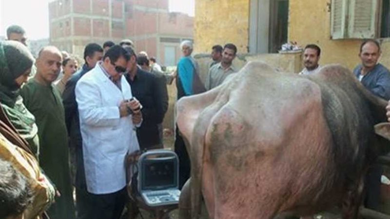 تحصين 121470 رأس