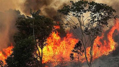 حرائق غابات الأمازون تجتاح مساحات شاسعة
