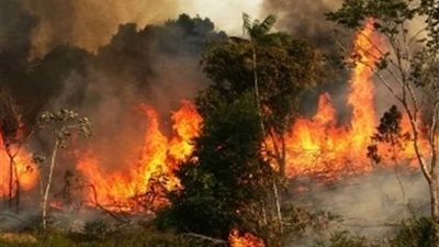 البرازيل: بدء نشر 44 ألف جندي لإطفاء حرائق غابات الأمازون