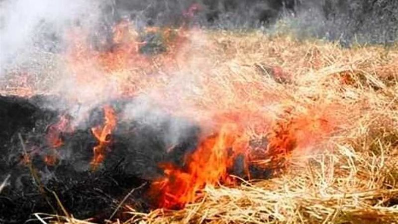 زراعة البحيرة.. ندوات