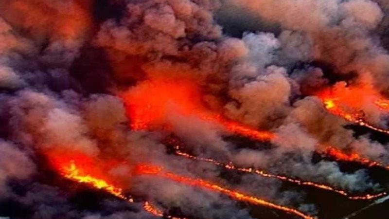 النيران تحرق حيوانات