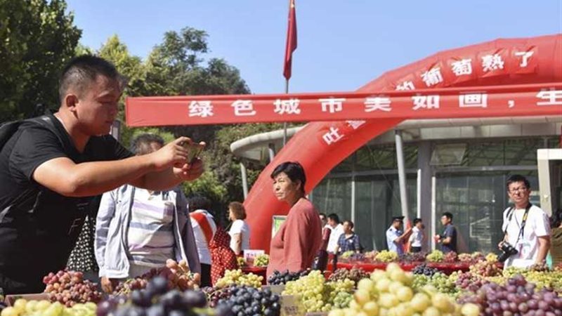 مهرجان للعنب بمقاطعة