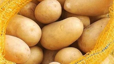 مصر تنتج تقاوي البطاطس للمرة الأولى.. وتوفر 1.3 مليار جنيه لاستيرادها