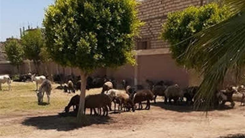 النيابة الإدارية