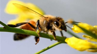 الشرطة الألمانية تدرس تجنيد 