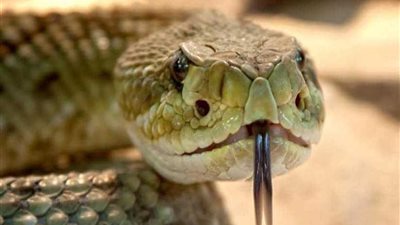 أفعى قاتلة تروع مدينة ألمانية طوال أسبوع