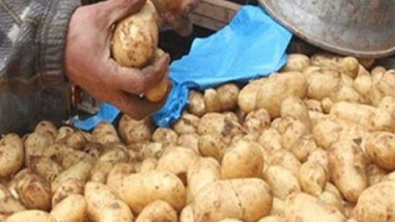 الزراعة: مخزون محصول