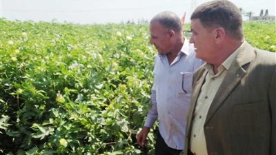 وكيل وزارة الزراعة بالبحيرة يتابع زراعات محصول القطن بأبو حمص