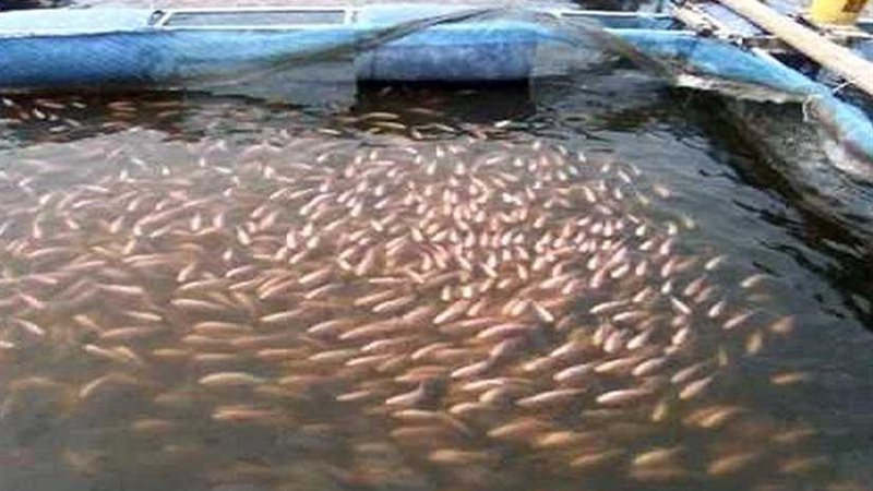 جامعة العريش تستعد