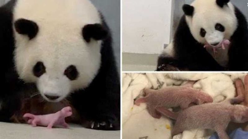 لأول مرة في التاريخ..