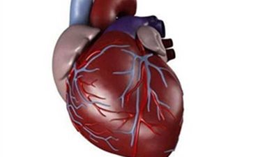 قلب صناعى صينى بتكنولوجيا الفضاء يدخل مرحلة الأبحاث السريرية نهاية 2019