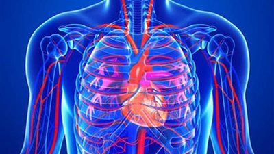 عوامل تدمر الأوعية الدموية وأخرى تدعم الصحة