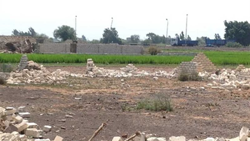 زراعة 1200 فدان قطن