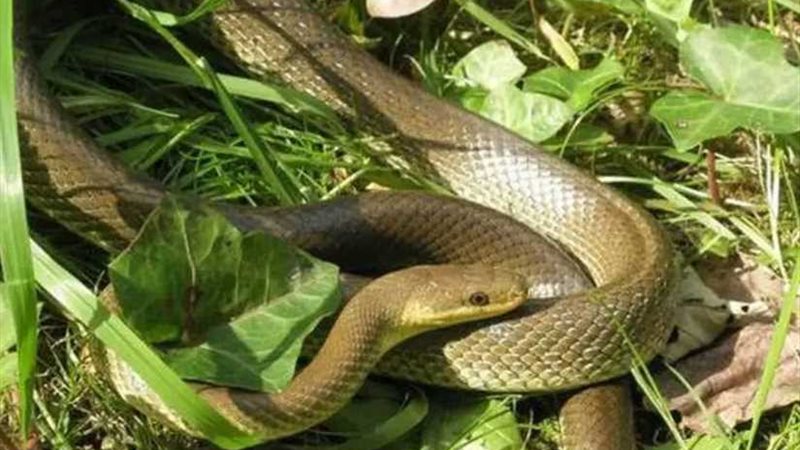 ثعبان يلدغ طفلة بأحد