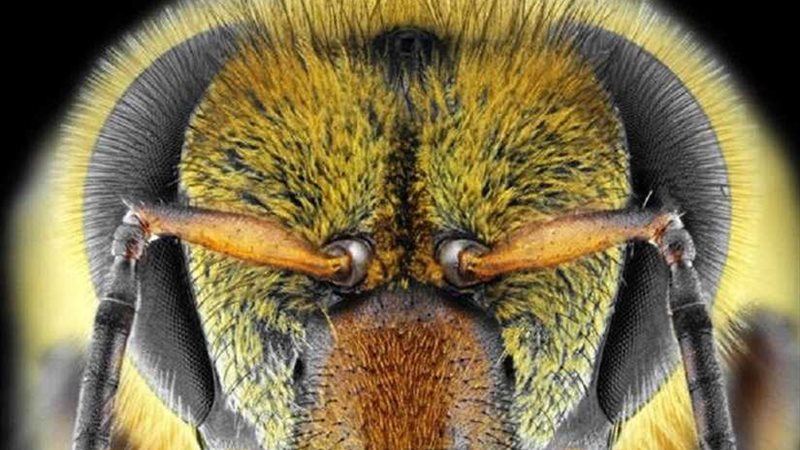 تدريب النحل على اكتشاف