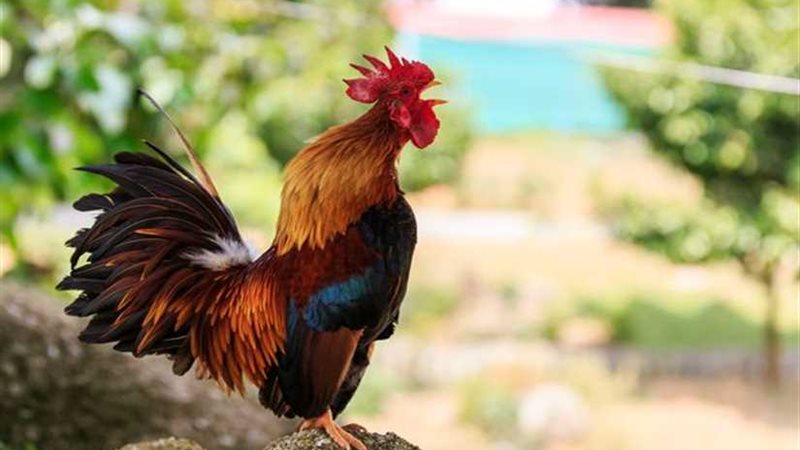 ديك يقتل صاحبته أثناء