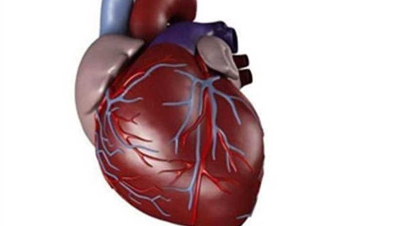 قلب صناعى صينى بتكنولوجيا