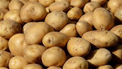 الزراعة: ارتفاع صادرات مصر الزراعية لأكثر من 4.7 مليون طن