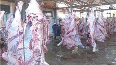 توزيع 4 أطنان من لحوم الأضاحي على الأسر الأكثر احتياجًا