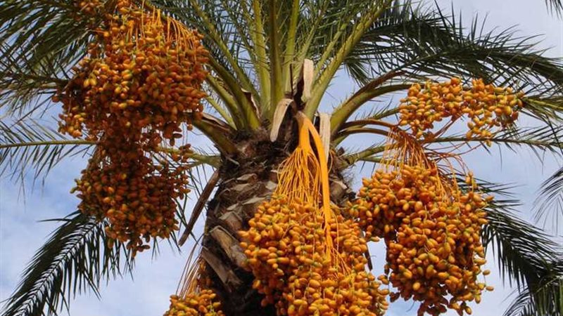 السعودية تنتج 400