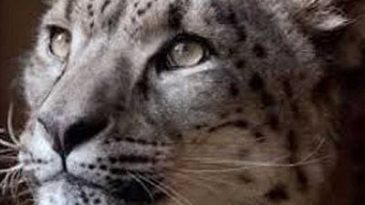 هروب صغير نمر من سيرك في وسط الصين