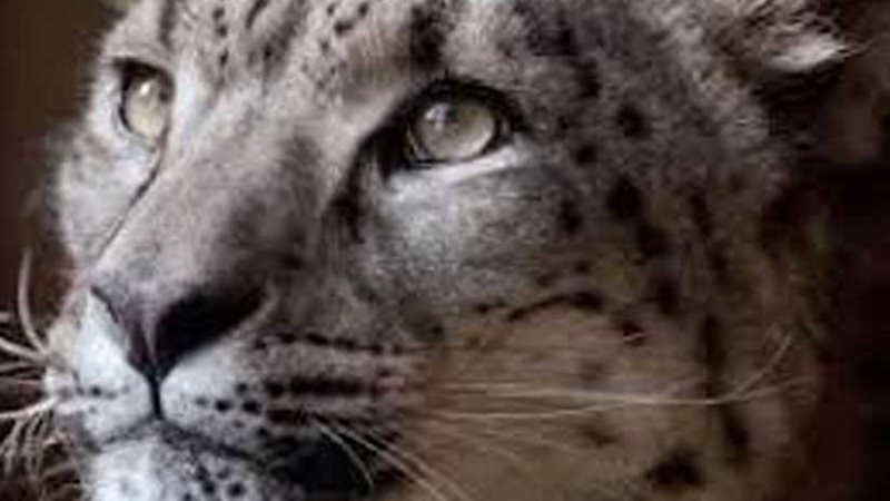 هروب صغير نمر من