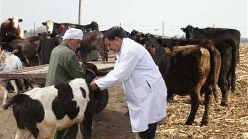 تحصين 12 ألف رأس