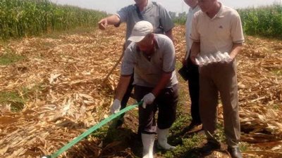 بعد ظهورها بقريتين.. ٦٠ بيضة وأمعاء دجاج لمواجهة الثعابين بـ” المنوفية“ (صور)