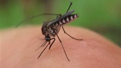انتشار كبير للملاريا في شمال دارفور بالسودان