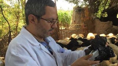 تحصين 26 ألف رأس ماشية في الأسبوع الأول للحملة القومية بالمنيا