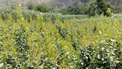 إثيوبيا ترفع إنتاجها من 