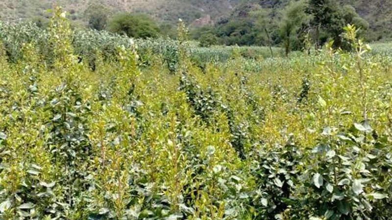 إثيوبيا ترفع إنتاجها