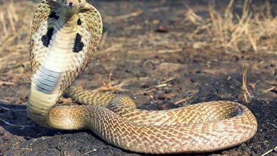 ثعبان يلدغ ربة منزل أثناء عملها بأرض زراعية بالبحيرة