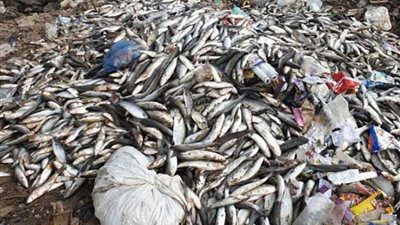 إعدام 16 طن أسماك فاسدة بالبحيرة