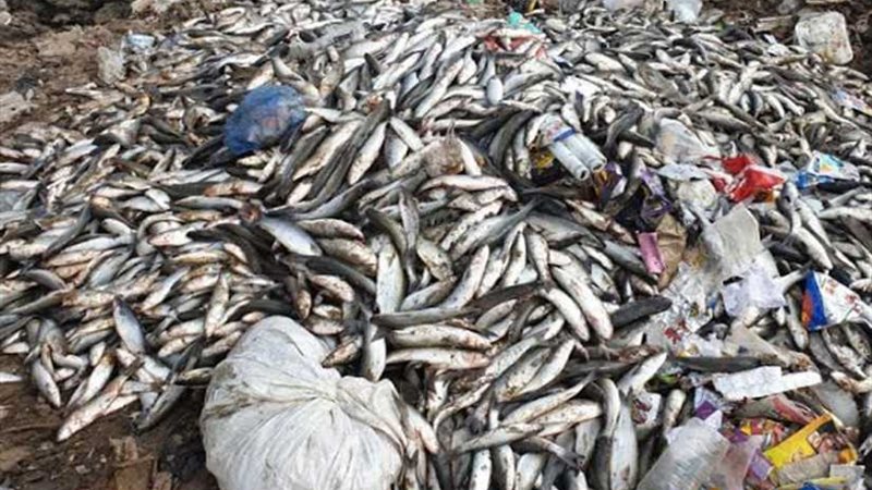 إعدام 16 طن أسماك