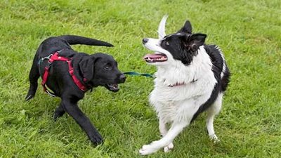 نفوق العشرات من الكلاب بسبب مرض الغموض يجتاح النرويج